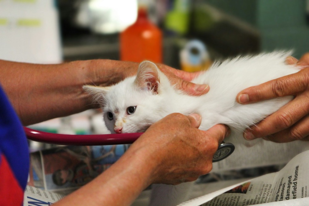 Veterinarian examining a kitten with a stethoscope